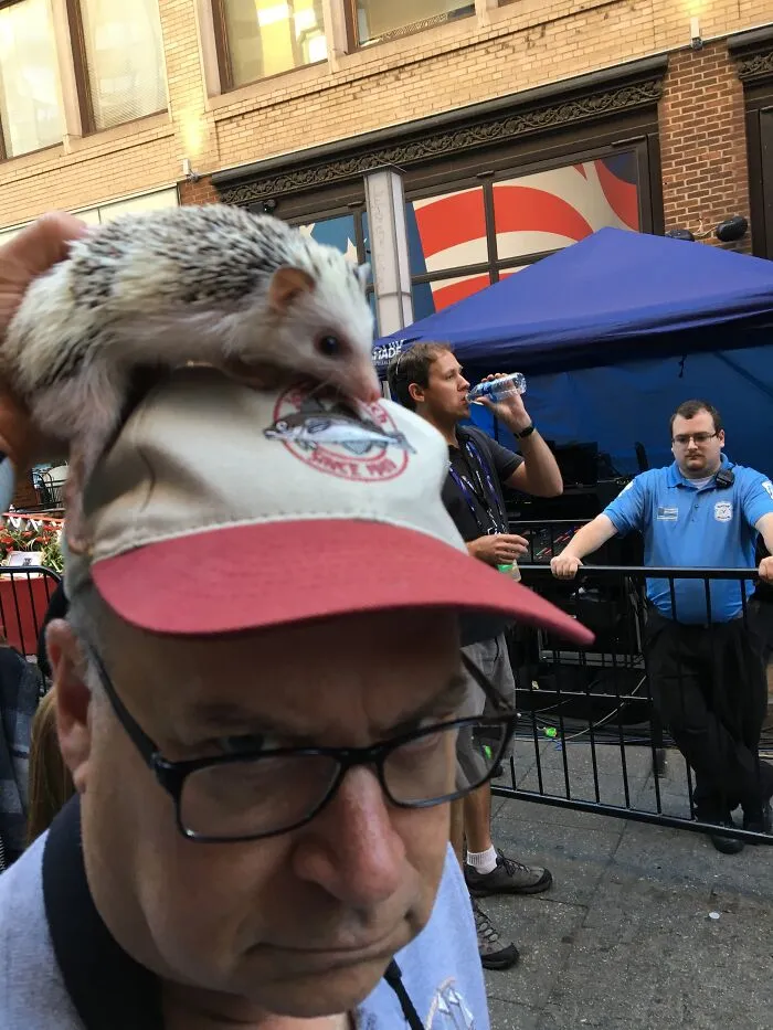My 38 Hedgehog Photos, From Everyday Life To Celebrity Encounters