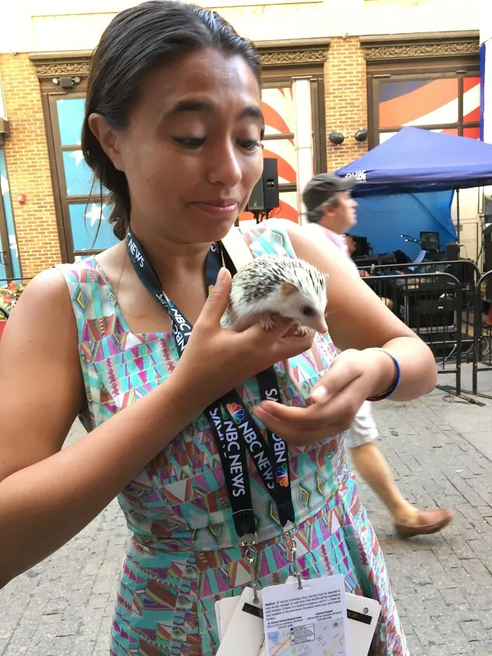 My 38 Hedgehog Photos, From Everyday Life To Celebrity Encounters