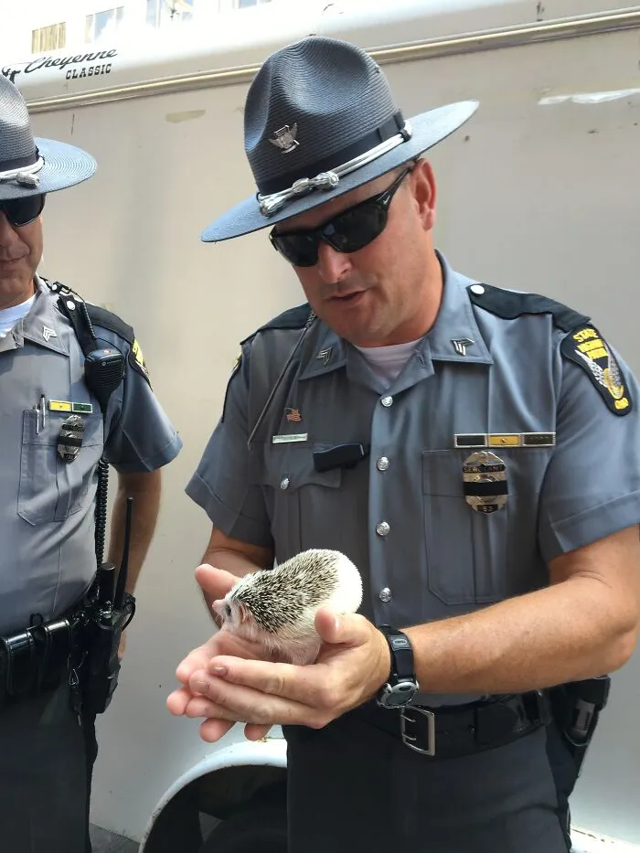 My 38 Hedgehog Photos, From Everyday Life To Celebrity Encounters