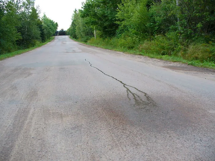 Empty rural road surrounded by trees, illustrating disappointing tourist attractions locals still don’t get.