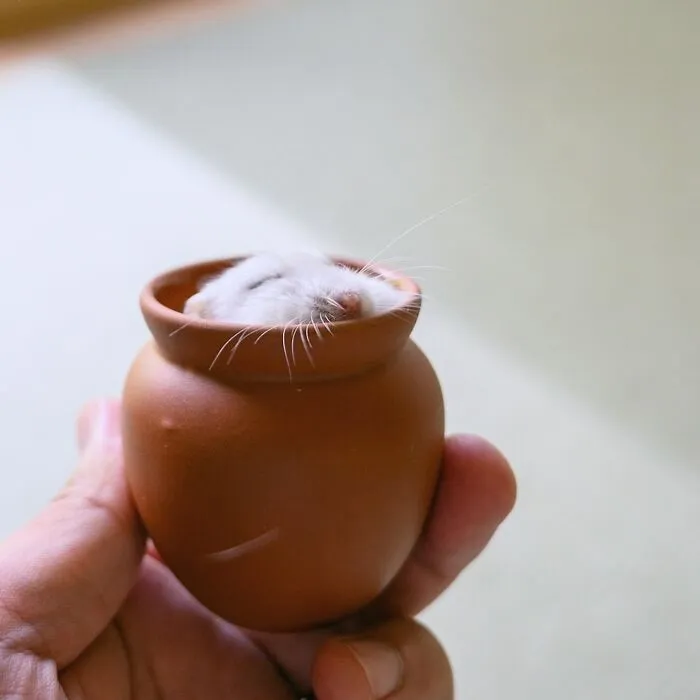 80 Adorable Hamster Pics From This Instagram Page That Might Make Your Day