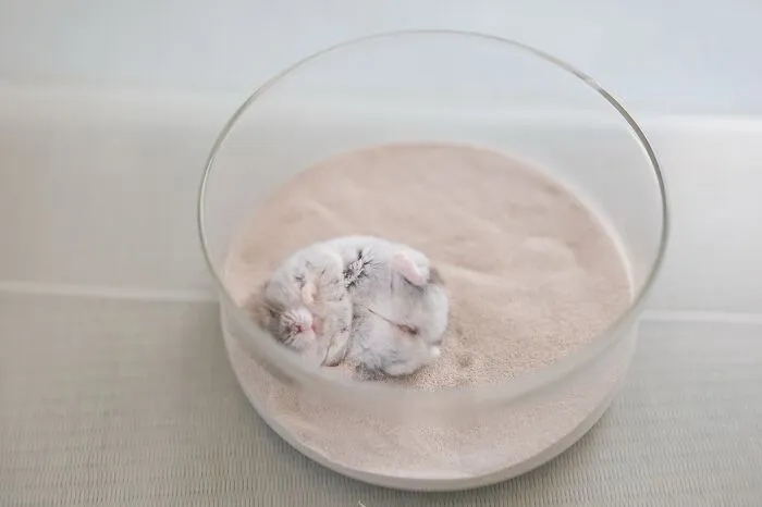 80 Adorable Hamster Pics From This Instagram Page That Might Make Your Day