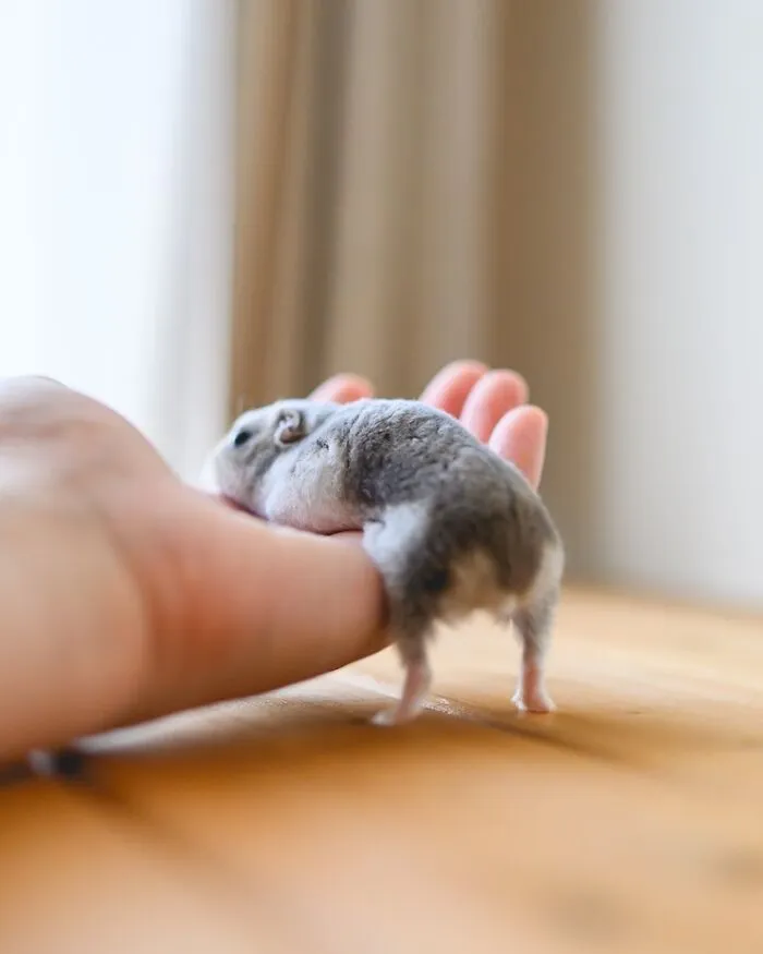 80 Adorable Hamster Pics From This Instagram Page That Might Make Your Day