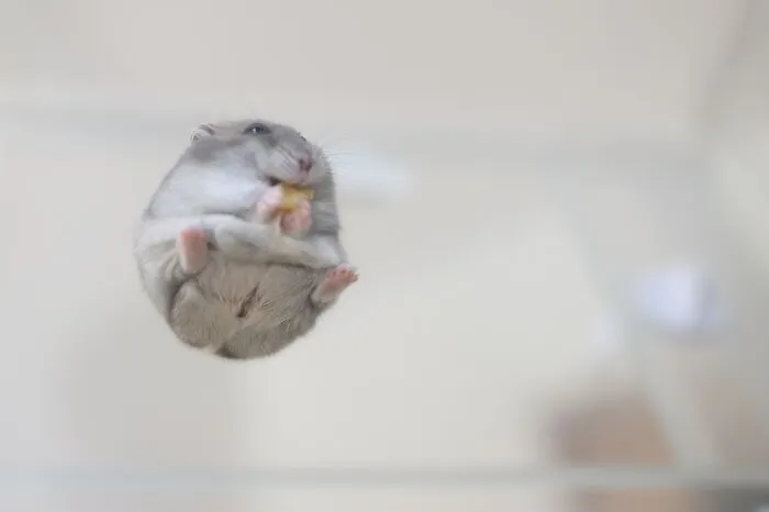 80 Adorable Hamster Pics From This Instagram Page That Might Make Your Day