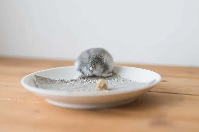 80 Adorable Hamster Pics From This Instagram Page That Might Make Your Day