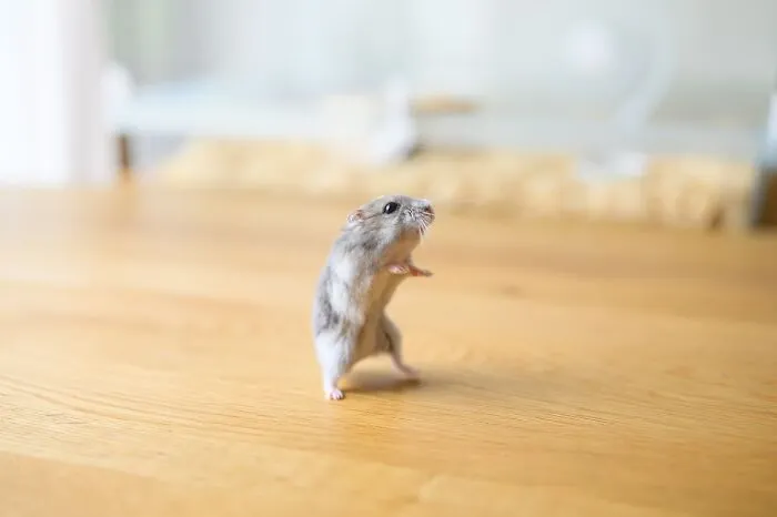 80 Adorable Hamster Pics From This Instagram Page That Might Make Your Day