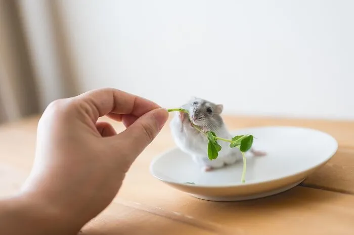 80 Adorable Hamster Pics From This Instagram Page That Might Make Your Day
