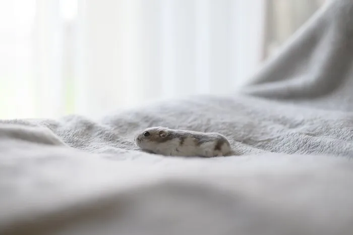 80 Adorable Hamster Pics From This Instagram Page That Might Make Your Day