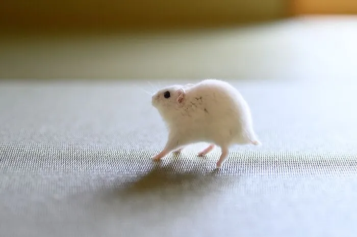 80 Adorable Hamster Pics From This Instagram Page That Might Make Your Day