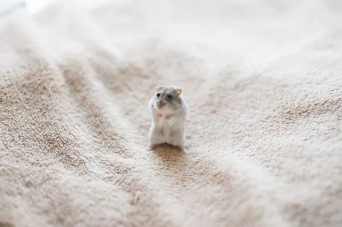 80 Adorable Hamster Pics From This Instagram Page That Might Make Your Day