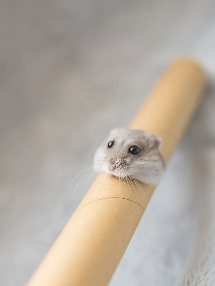 80 Adorable Hamster Pics From This Instagram Page That Might Make Your Day