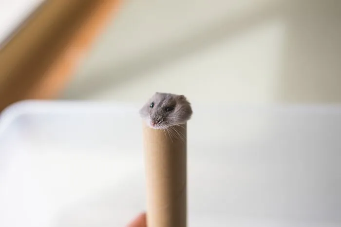 80 Adorable Hamster Pics From This Instagram Page That Might Make Your Day