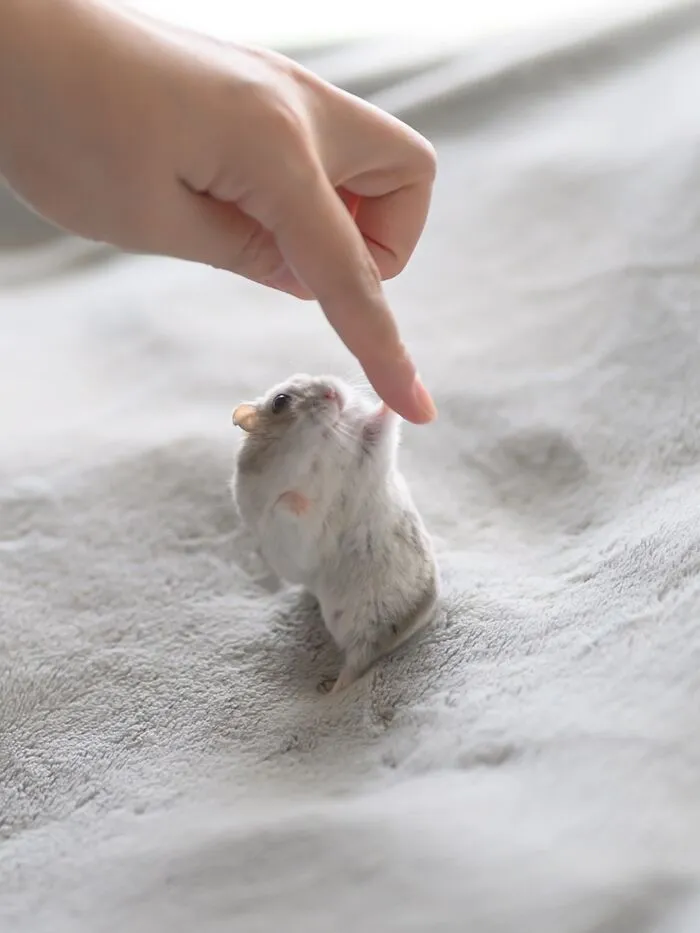 80 Adorable Hamster Pics From This Instagram Page That Might Make Your Day