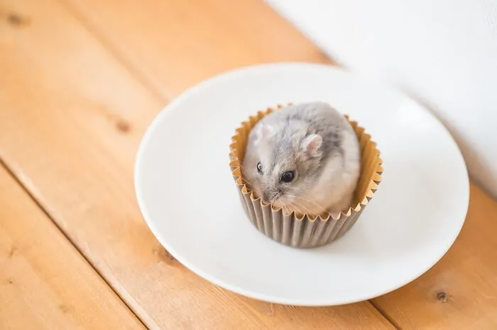 80 Adorable Hamster Pics From This Instagram Page That Might Make Your Day