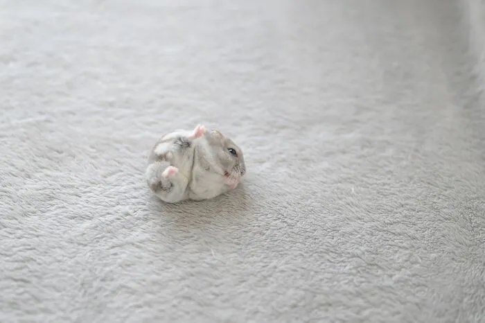 80 Adorable Hamster Pics From This Instagram Page That Might Make Your Day