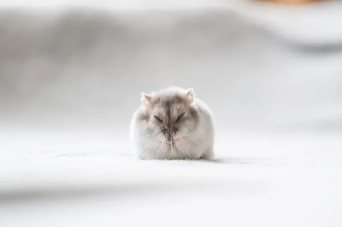 80 Adorable Hamster Pics From This Instagram Page That Might Make Your Day