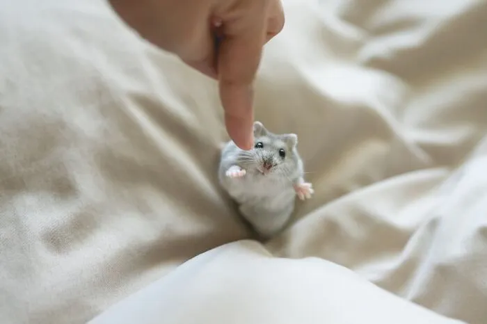 80 Adorable Hamster Pics From This Instagram Page That Might Make Your Day
