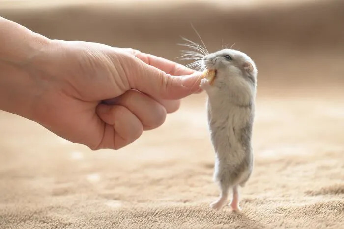 80 Adorable Hamster Pics From This Instagram Page That Might Make Your Day