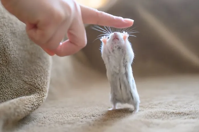80 Adorable Hamster Pics From This Instagram Page That Might Make Your Day