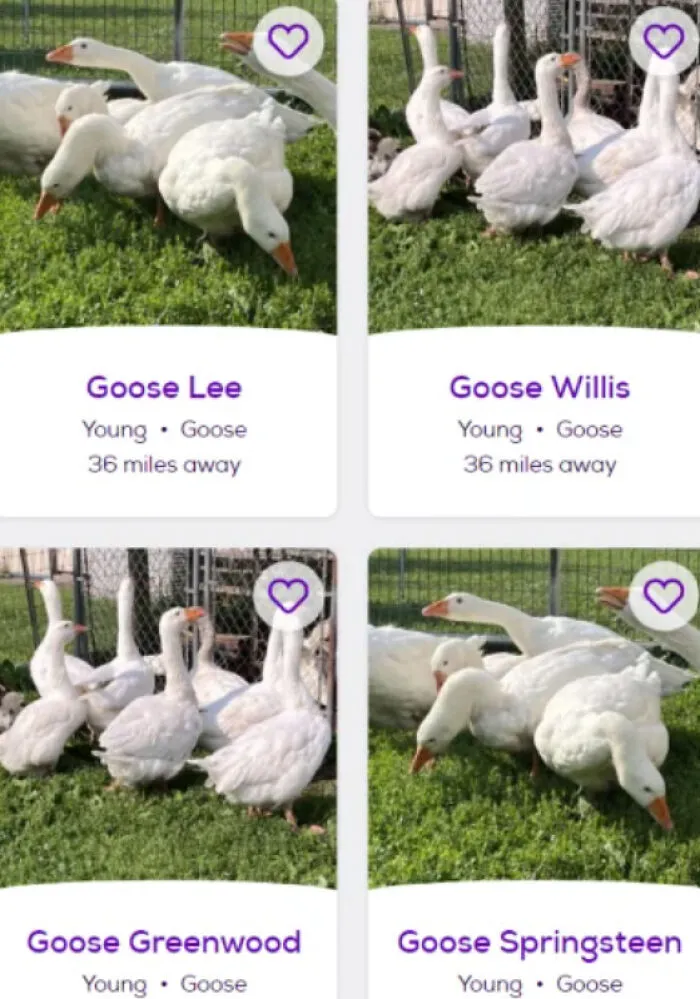 These Geese