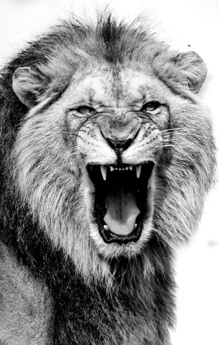I Removed Color From My 32 Wildlife Photos To Highlight Expression And Emotion