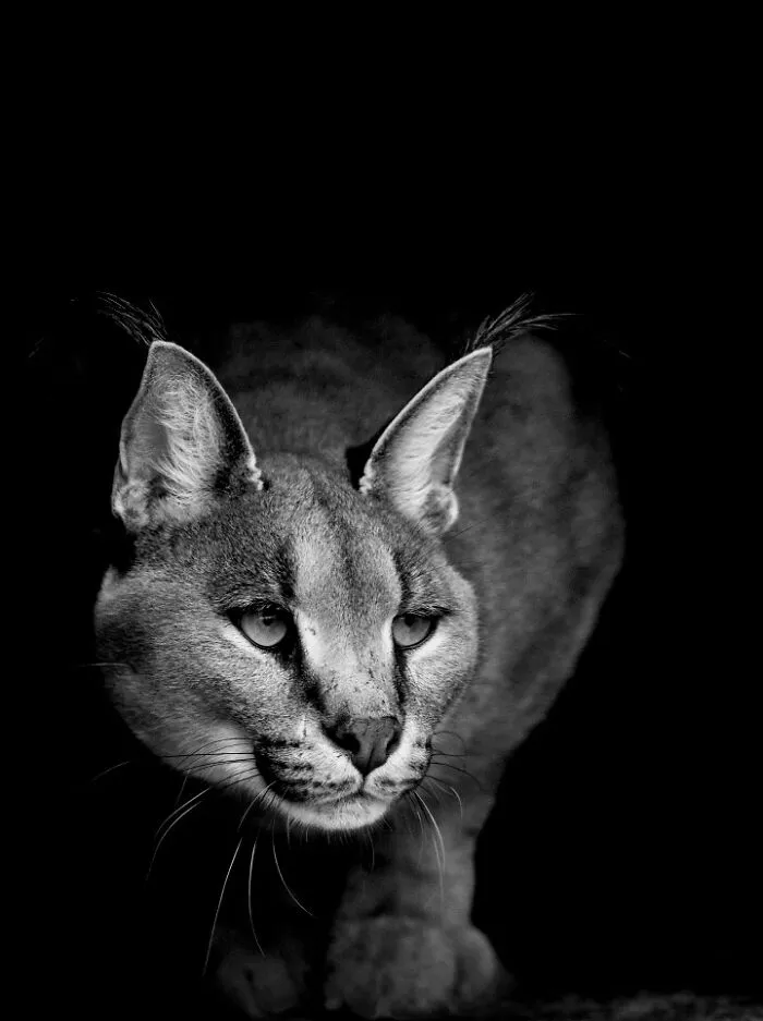 I Removed Color From My 32 Wildlife Photos To Highlight Expression And Emotion