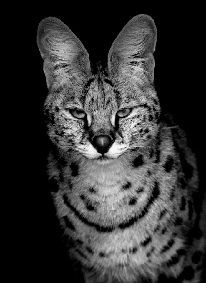 I Removed Color From My 32 Wildlife Photos To Highlight Expression And Emotion