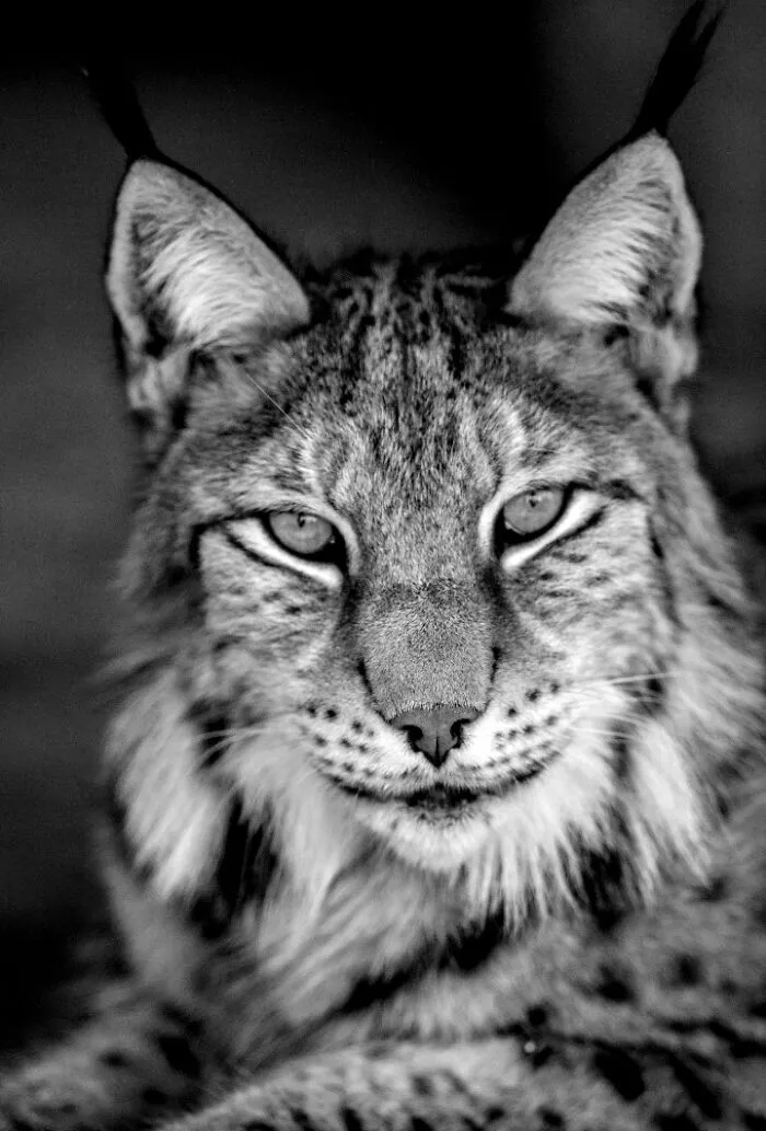 I Removed Color From My 32 Wildlife Photos To Highlight Expression And Emotion