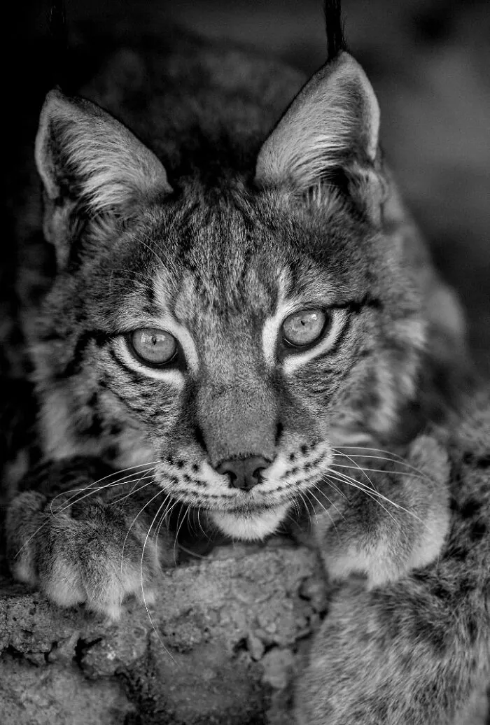 I Removed Color From My 32 Wildlife Photos To Highlight Expression And Emotion