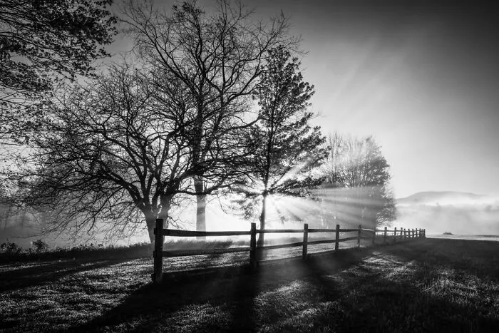 “Sunlight On Silent Branches” By Marcos Franchetti