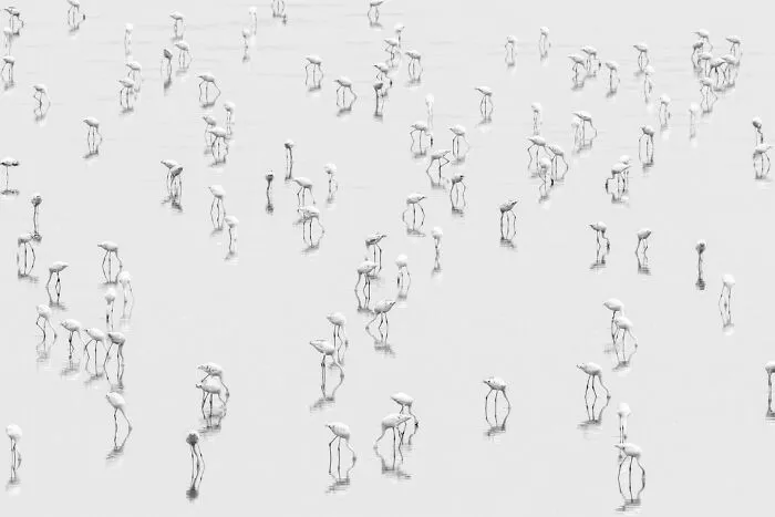 “Flamingo Medley” By Rick Beldegreen