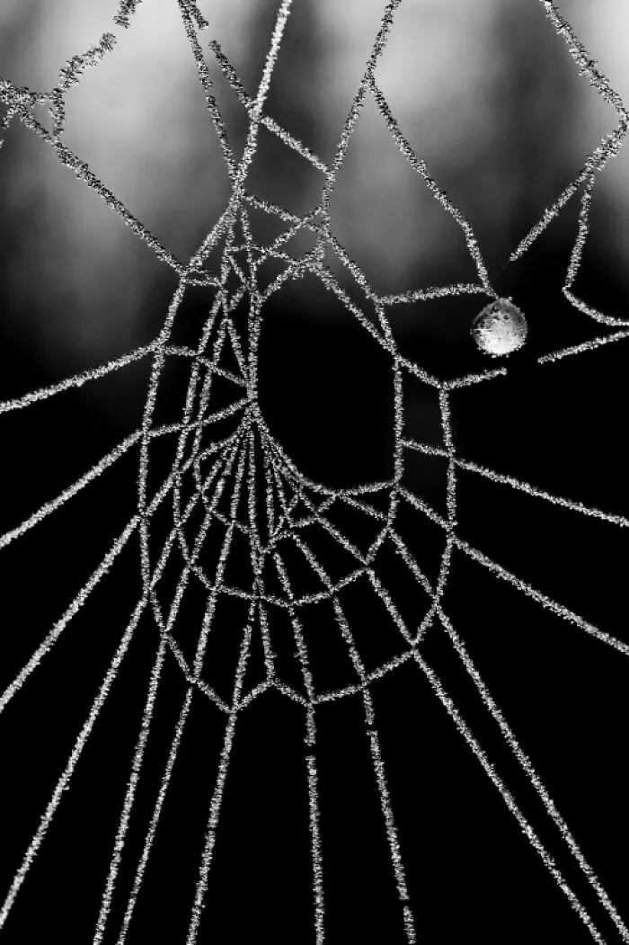 “Diamonds And Pearls” By Laurence De La Gorce
