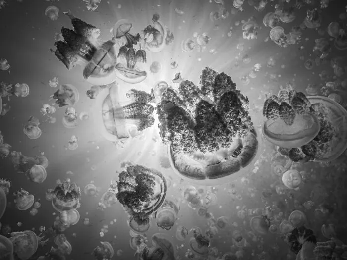 “Jellyfish Galaxy” By Carol May