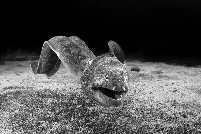 “Swimming Around” By Fabi Fregonesi