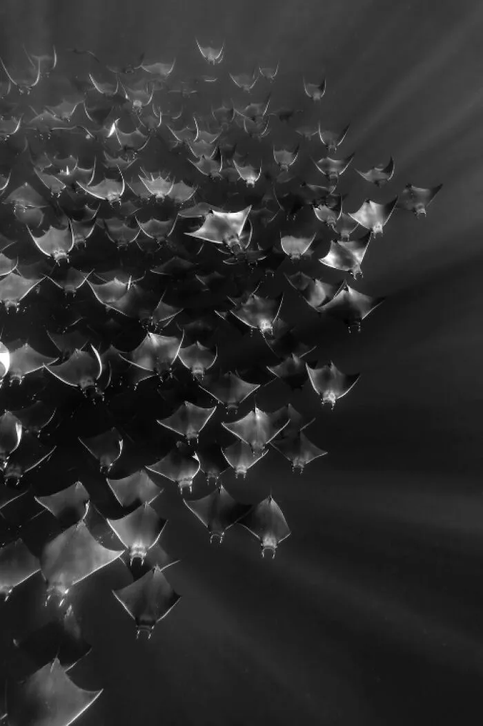 “Mobula Abstract” By Emily Krakoff