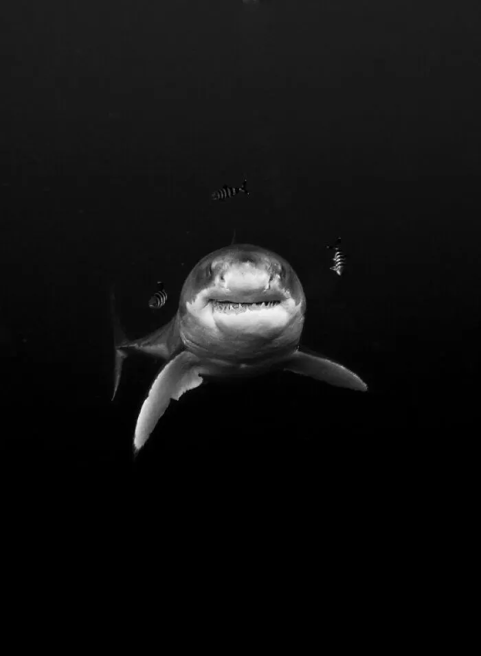 “Face To Face” By Gerardo Del Villar