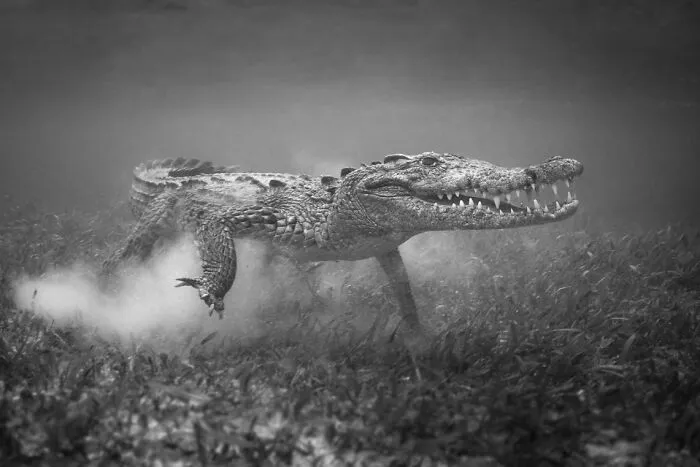 “Croc 3 Point Stance” By Rick Beldegreen