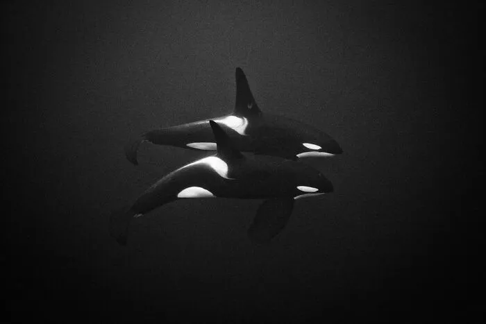 “Shadows Of The Pod” By Gerardo Del Villar