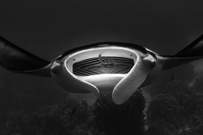 “Mouth Of The Wandering Ghost” By Antoine Scuiller