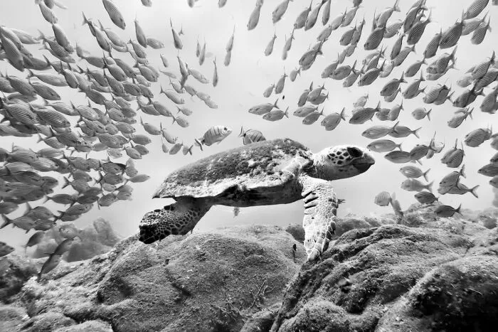 “Going With The Flow” By Dirk Pendzialek