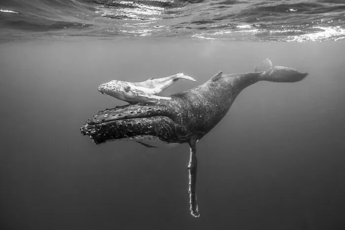 “Mother & Child” By Zach Parker