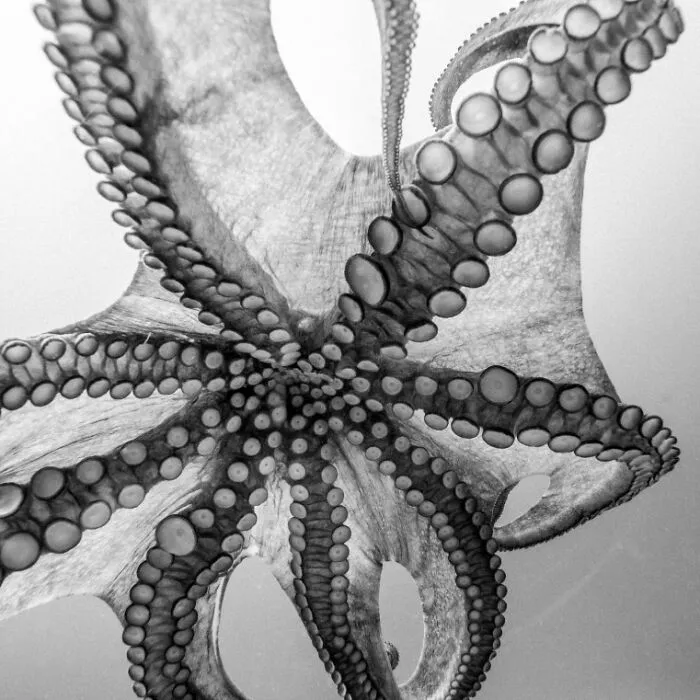 “Octopus Hug” By Xaime Beiro