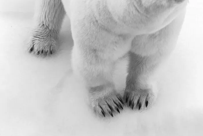 "Deadly Fluff" By Wouter Van Hofwegen