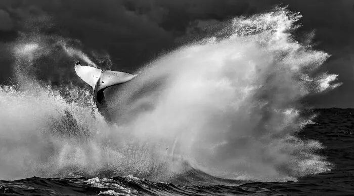 "Tails Of The Sea" By Anthony Brown