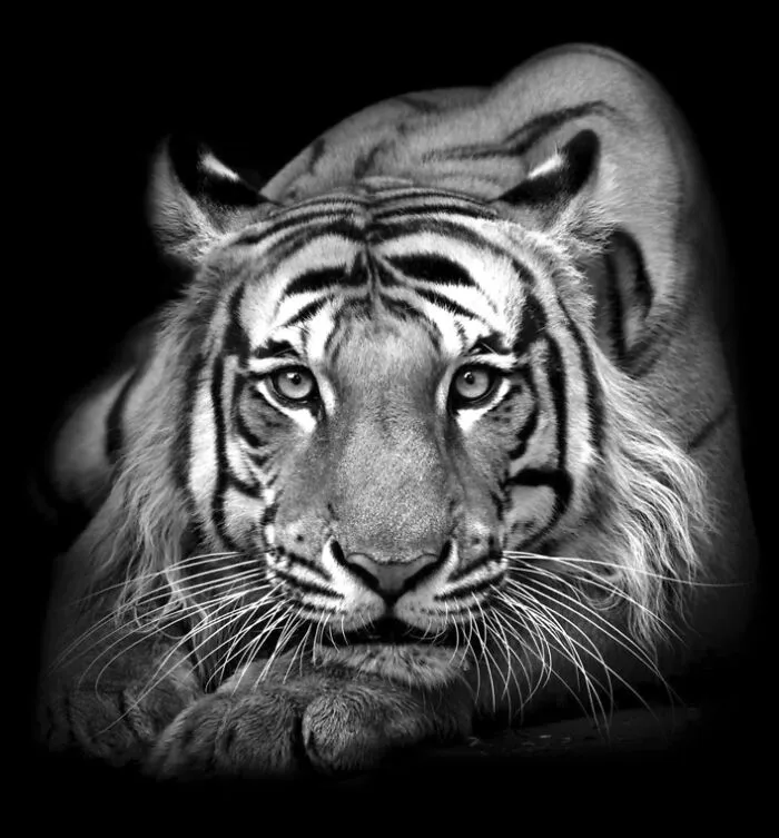 "Tiger" By Abdul Kader Kagalwala
