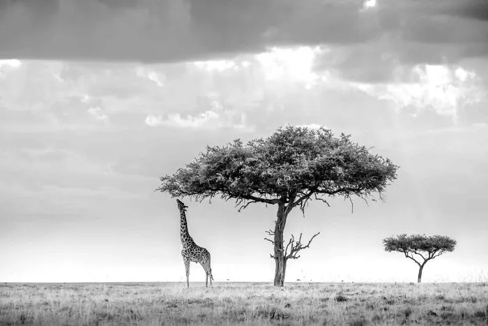 "Evolution In Tandem" By David Volonte