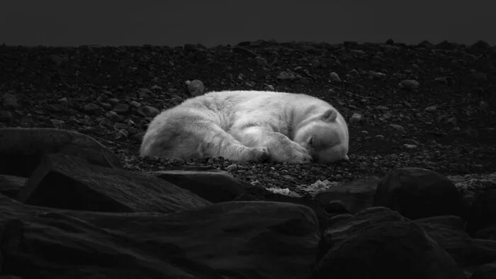 "Dreams Of Ice" By Douglas Sturgess