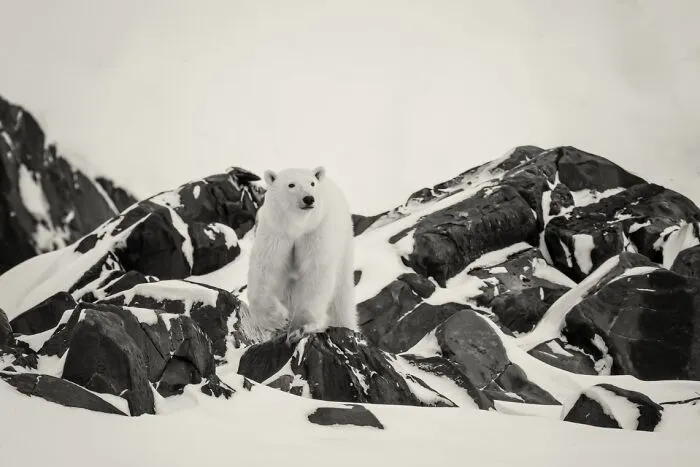 "The Open North" By Rachel Spencer