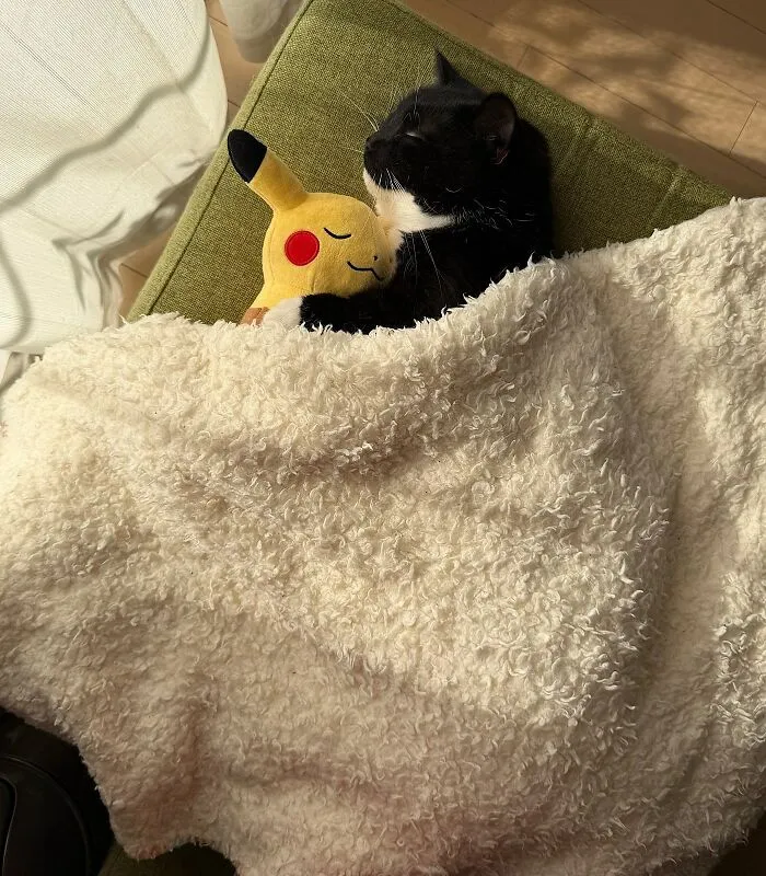 40 Fotos de gatos tan adorables como divertidas para sacarte una sonrisa