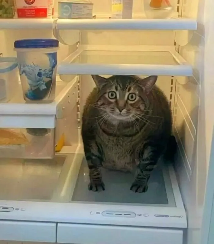 Tabby cat sitting inside an open fridge with a surprised expression, showcasing cats as natural comedians.